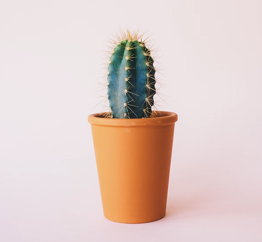 Kamerplant
